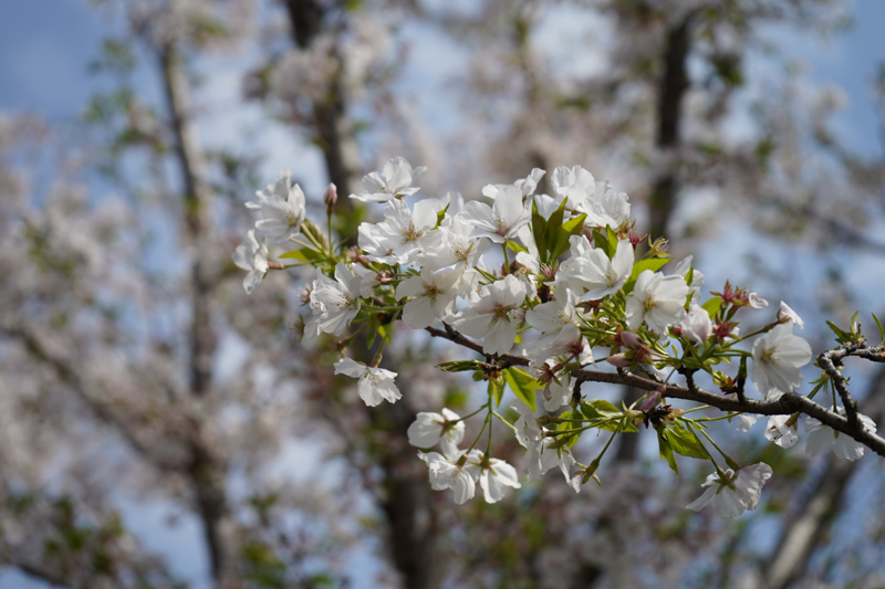 一个佳能*党**眼中的索尼A7M3,ILCE-7M3，索尼新款相机入手小评