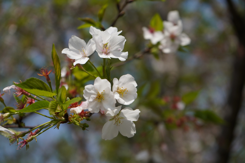 一个佳能*党**眼中的索尼A7M3,ILCE-7M3，索尼新款相机入手小评