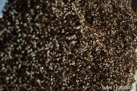 让绿萝起死回生的正确方法,绿萝怎么养才不会死掉