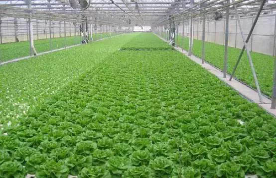 无土栽培滴灌系统哪个公司最好,无土栽培怎么安装滴灌