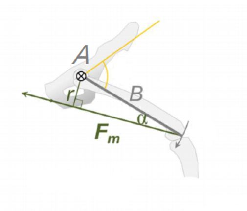 猴子爬树是为什么,猴子爬树为什么那么轻松