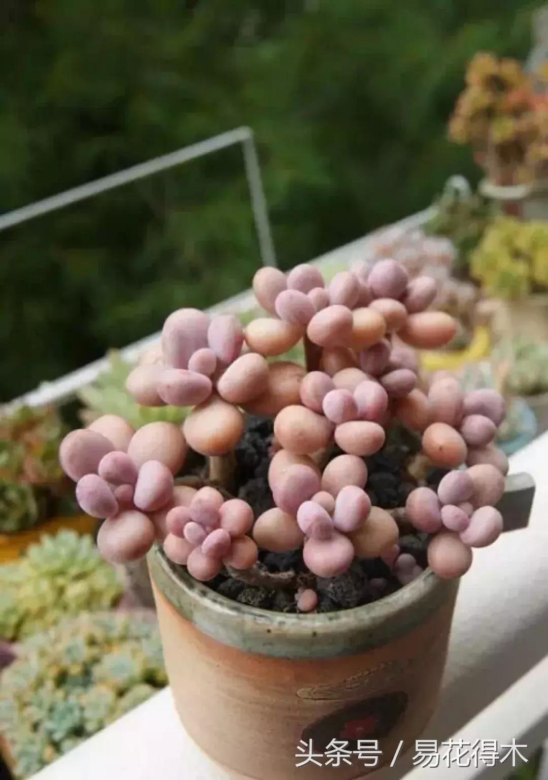 多肉植物养殖土壤配方,不花钱多肉植物养殖方法