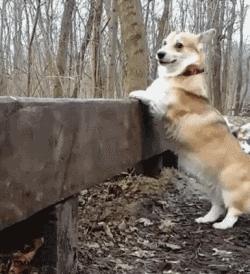 柯基最好笑的4个行为,柯基小短腿的烦恼