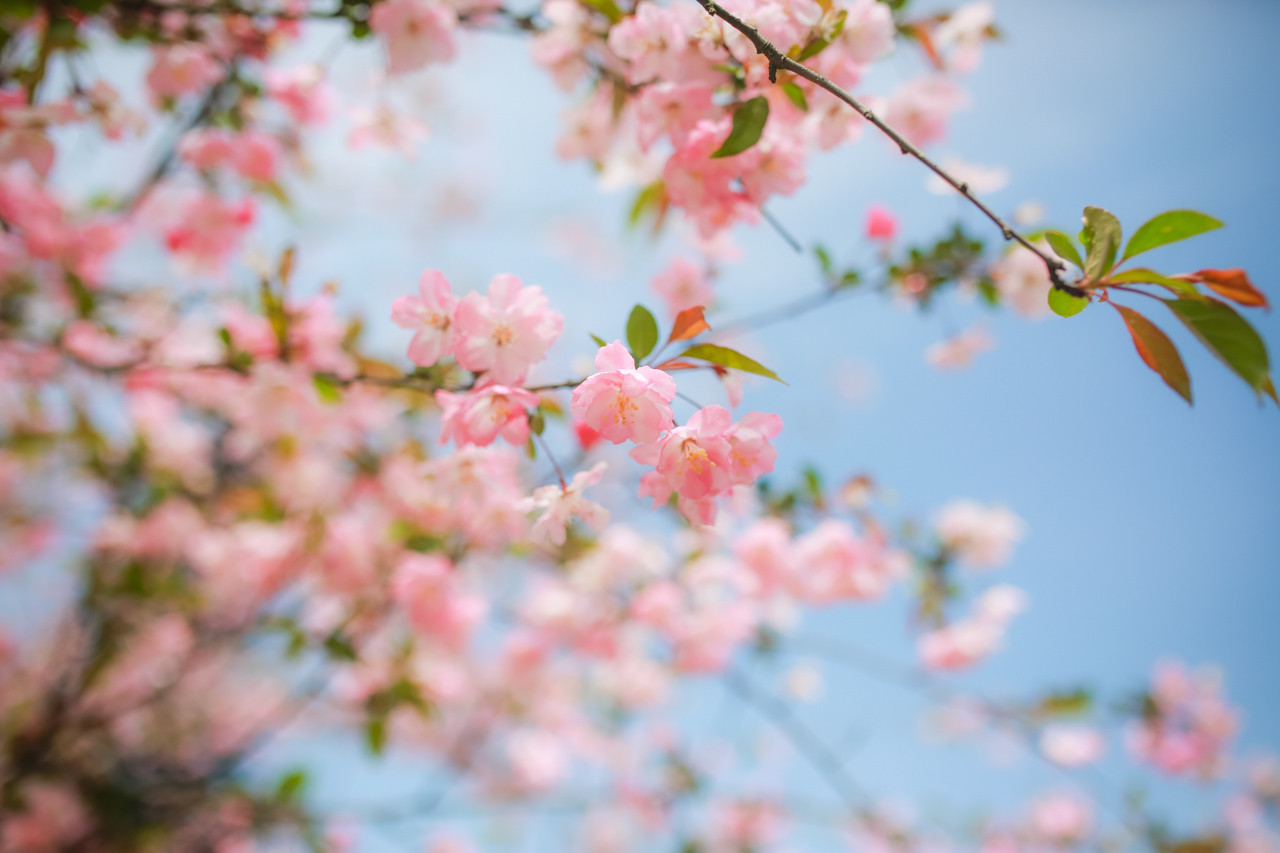 三月的拈花湾樱花烂漫,烟花三月桃花