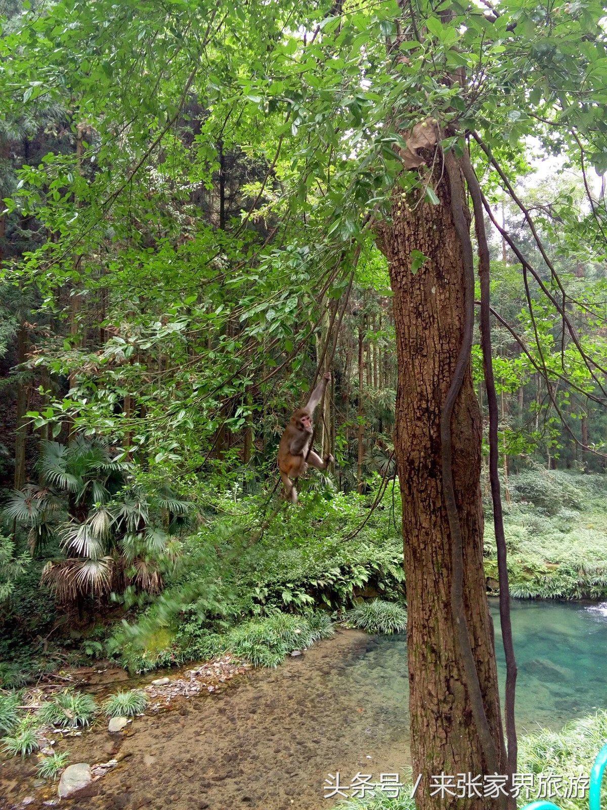 山东到张家界凤凰五日游攻略图文,佛山去张家界旅游攻略路线推荐图