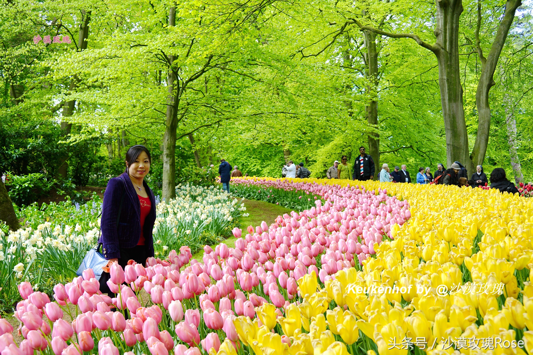 荷兰哪里可以看到郁金香花海,荷兰的郁金香花图