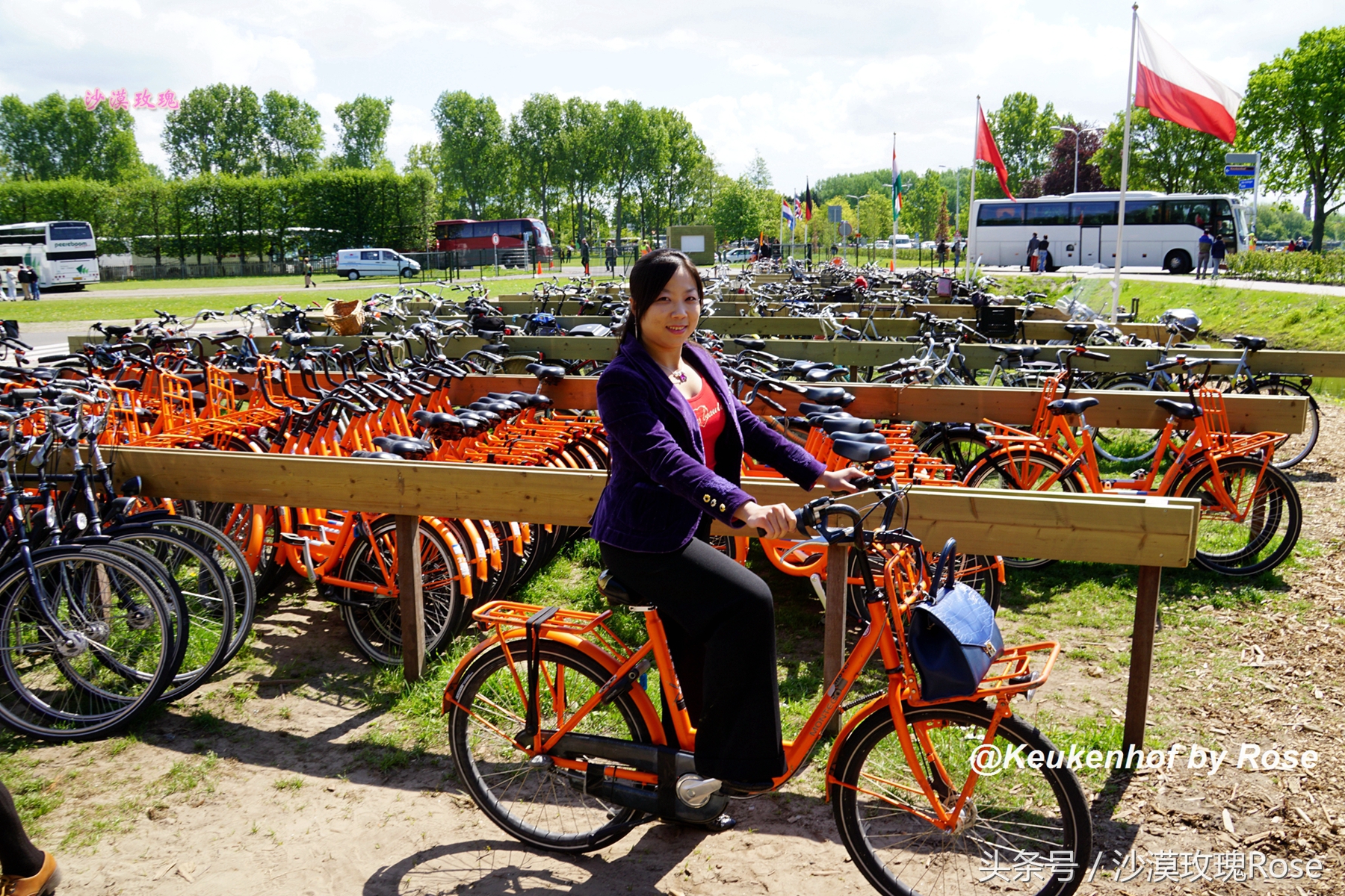 荷兰哪里可以看到郁金香花海,荷兰的郁金香花图