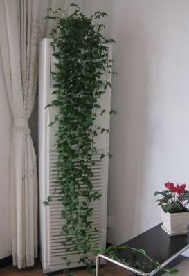 怎样养绿萝才能茂盛视频,屋内绿萝怎么养比较茂盛
