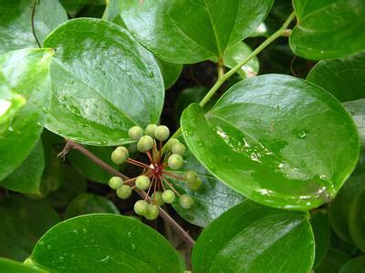 藤类的花卉都有什么,所有的藤类功效