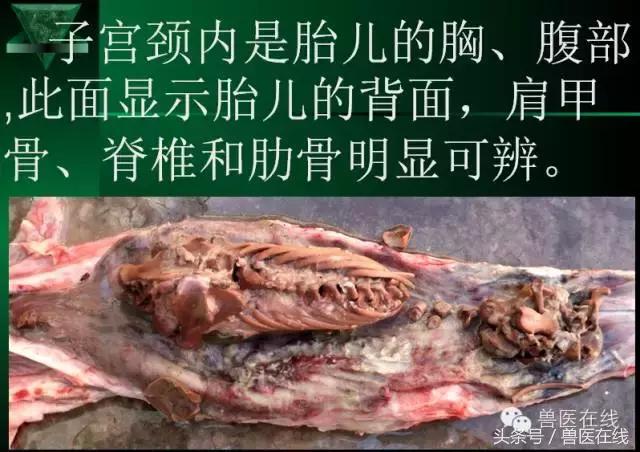 有图有真相——看猪病专家进行蓝耳病的现场诊断和详解！