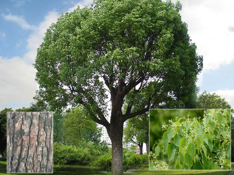 嘉兴嘉善美丽城市,美丽浙江嘉兴嘉善