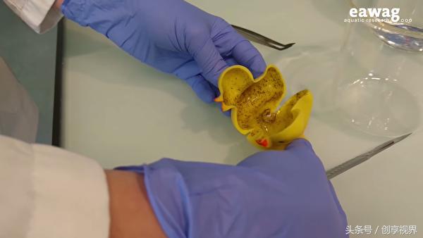 儿童玩具黄小鸭啥寓意,玩具小鸭藏冰箱里