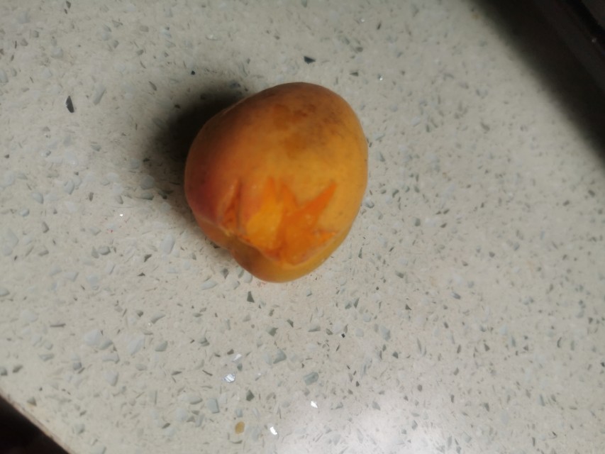 家里来灰喜鹊好吗,灰喜鹊什么季节出现