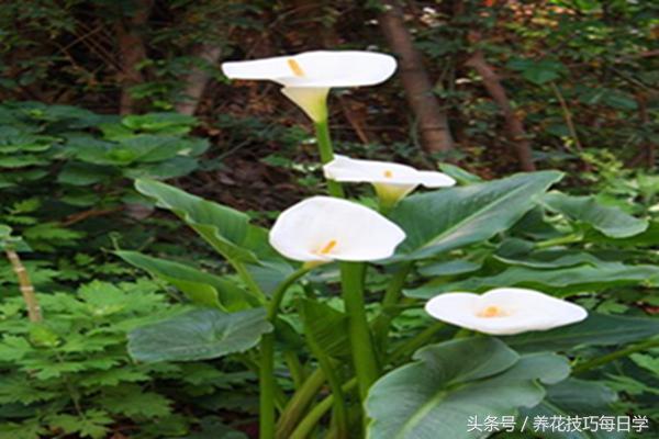 进口马蹄莲怎样扦插,马蹄莲怎么繁育