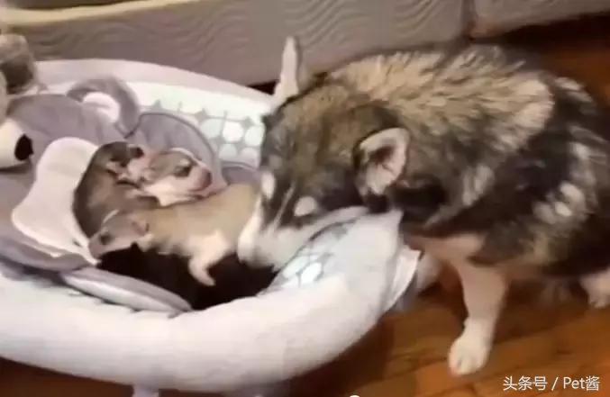 哈士奇妈妈生了,哈士奇生孩子还拆家吗