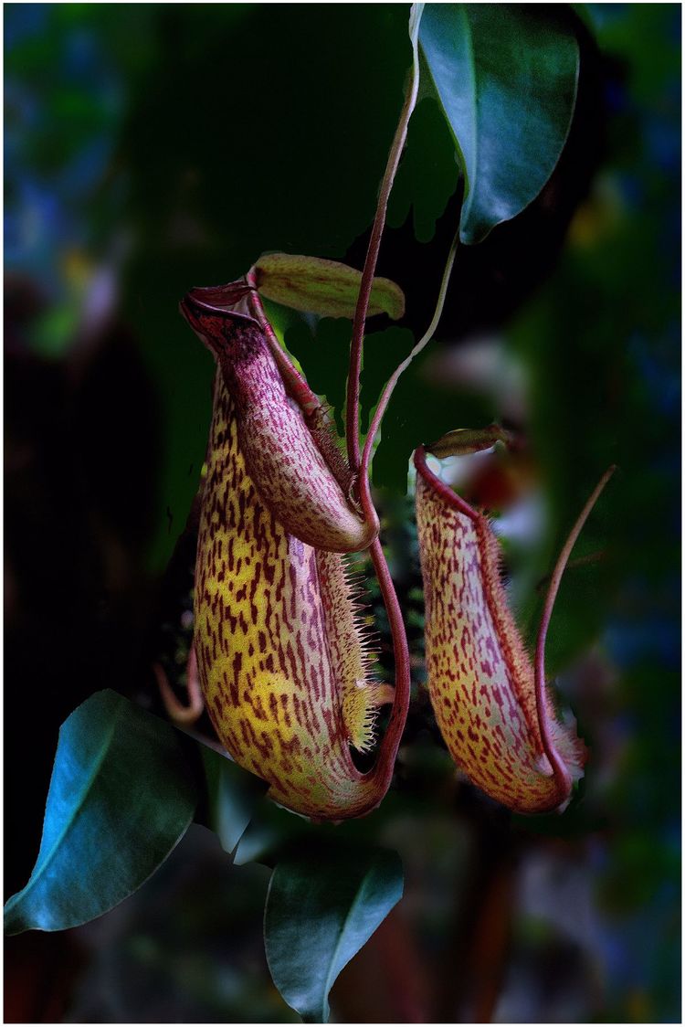 代表独特的花语的花是什么,什么花的花语是惊艳人心的呢