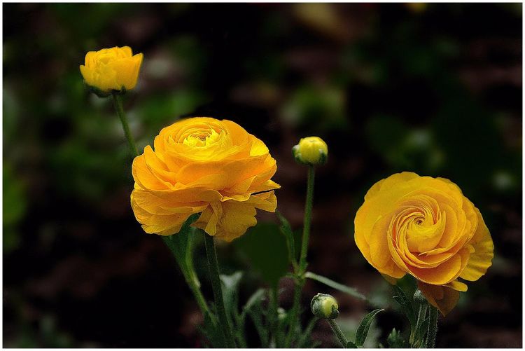 代表独特的花语的花是什么,什么花的花语是惊艳人心的呢