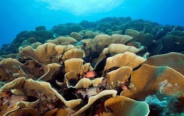 帕劳旅游攻略潜水点,帕劳自由行最值得去的潜水天堂