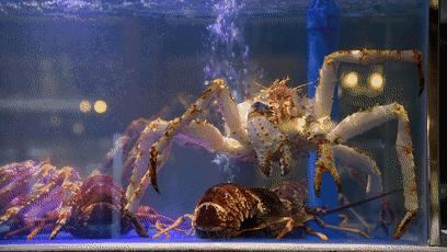 天津高端自助海鲜价位,天津顶级自助海鲜