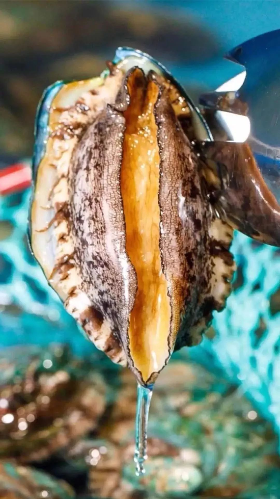 天津高端自助海鲜价位,天津顶级自助海鲜