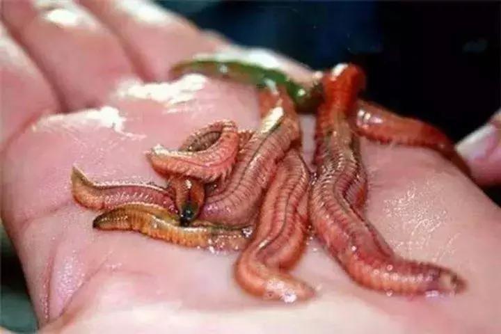 细长的白色水虫,东北小水虫