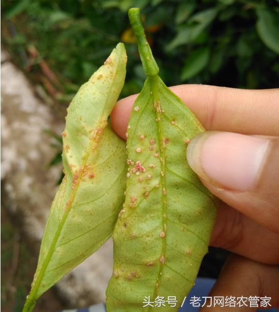 病害篇｜叶片上密密麻麻的小凸点，是什么？专家帮你解疑答惑
