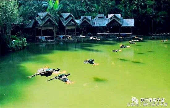 到版纳一定要体验一场泼水狂欢,云南景洪泼水节之旅