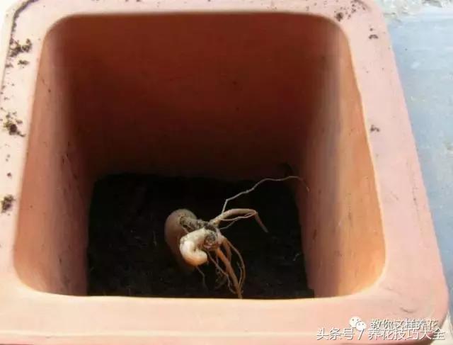 这十种花才是最养生的,家中必种的十种花