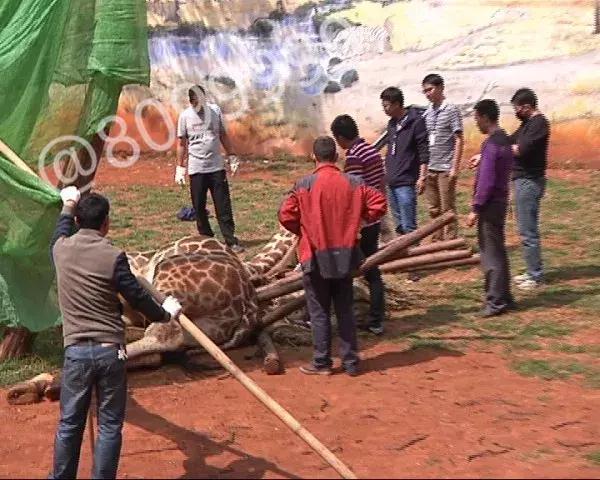 长颈鹿海荣视频,长颈鹿受伤倒地