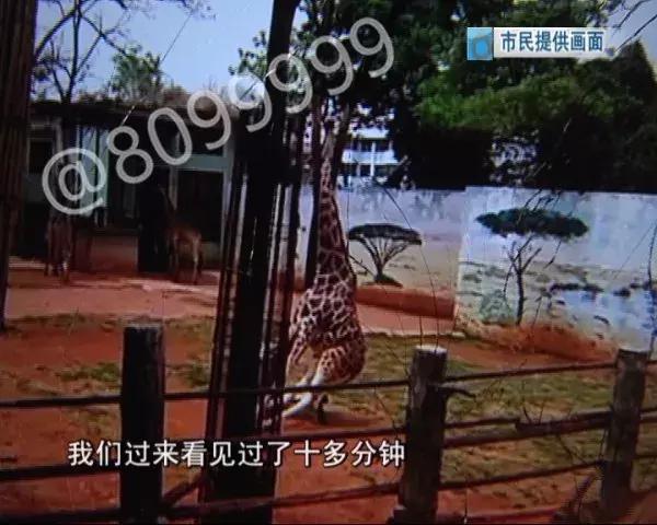 长颈鹿海荣视频,长颈鹿受伤倒地
