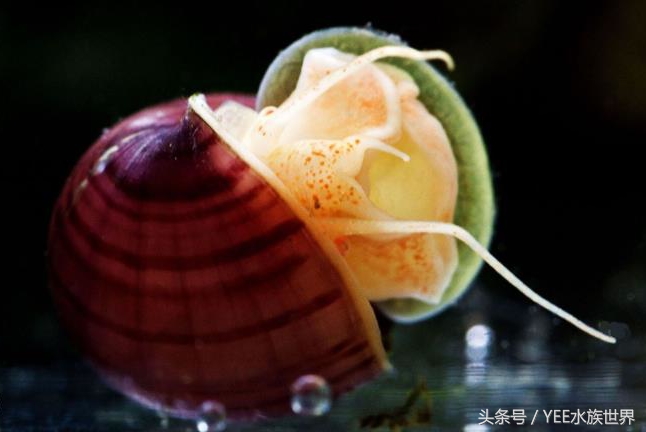 草缸除藻最好的螺,草缸内的螺