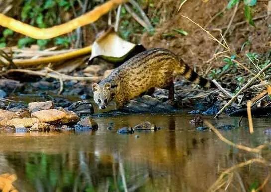 适合养的白猫品种,小灵猫特征