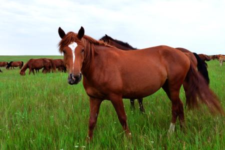 它曾是重要出行工具，可如今越来越少，养它是否还有市场？