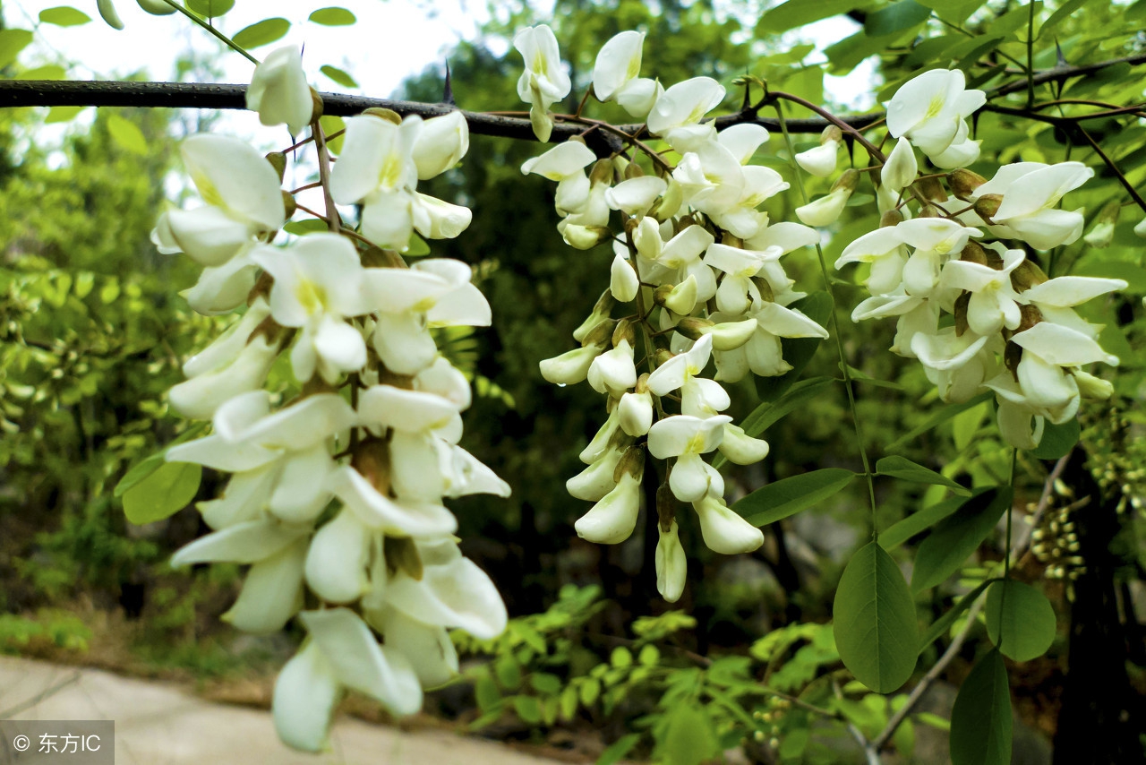 槐花对身体有好处应该怎么去吃呢,槐花能吃吗吃槐花有哪些好处