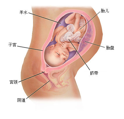孕期宝宝的发育过程（满满的幸福感）