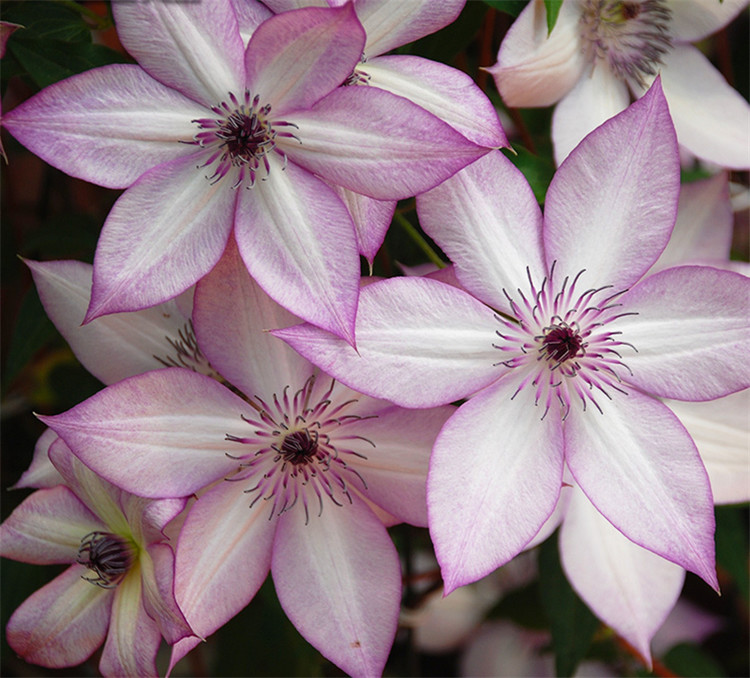 刚买回来的铁线莲怎么养,铁线莲怎么那么贵