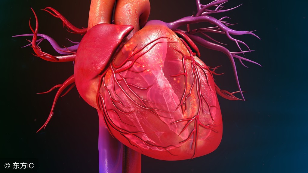 得了心脏病吃什么菜,甲亢性心脏病适合吃什么食物