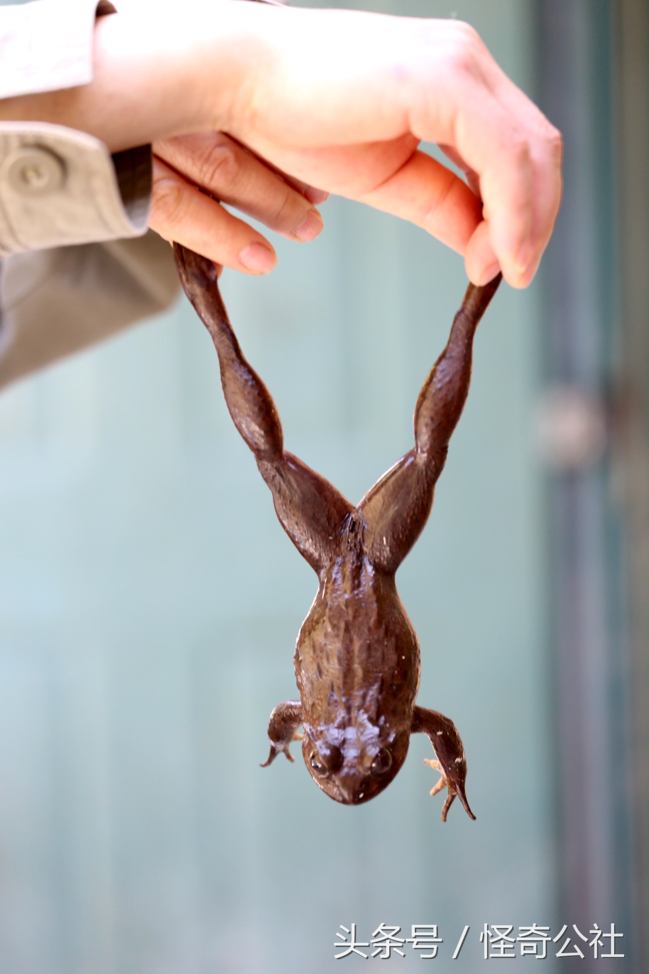 宜昌雾渡河石蛙养殖,石蛙养殖技术附近石蛙养殖基地