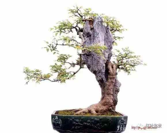 附石盆景制作及日后养护,附石喜阴盆景