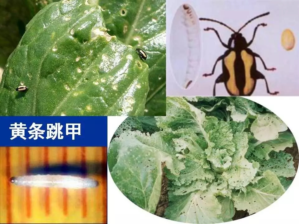 重庆室内常见害虫,储粮害虫常见图片