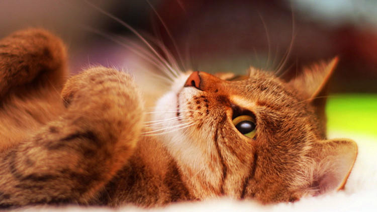 猫咪的7大怪癖你知道多少,猫咪都有哪些奇怪的癖好