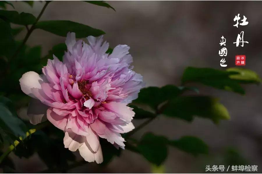 四月牡丹花开的诗词,牡丹真国色花开时节动京城的意思