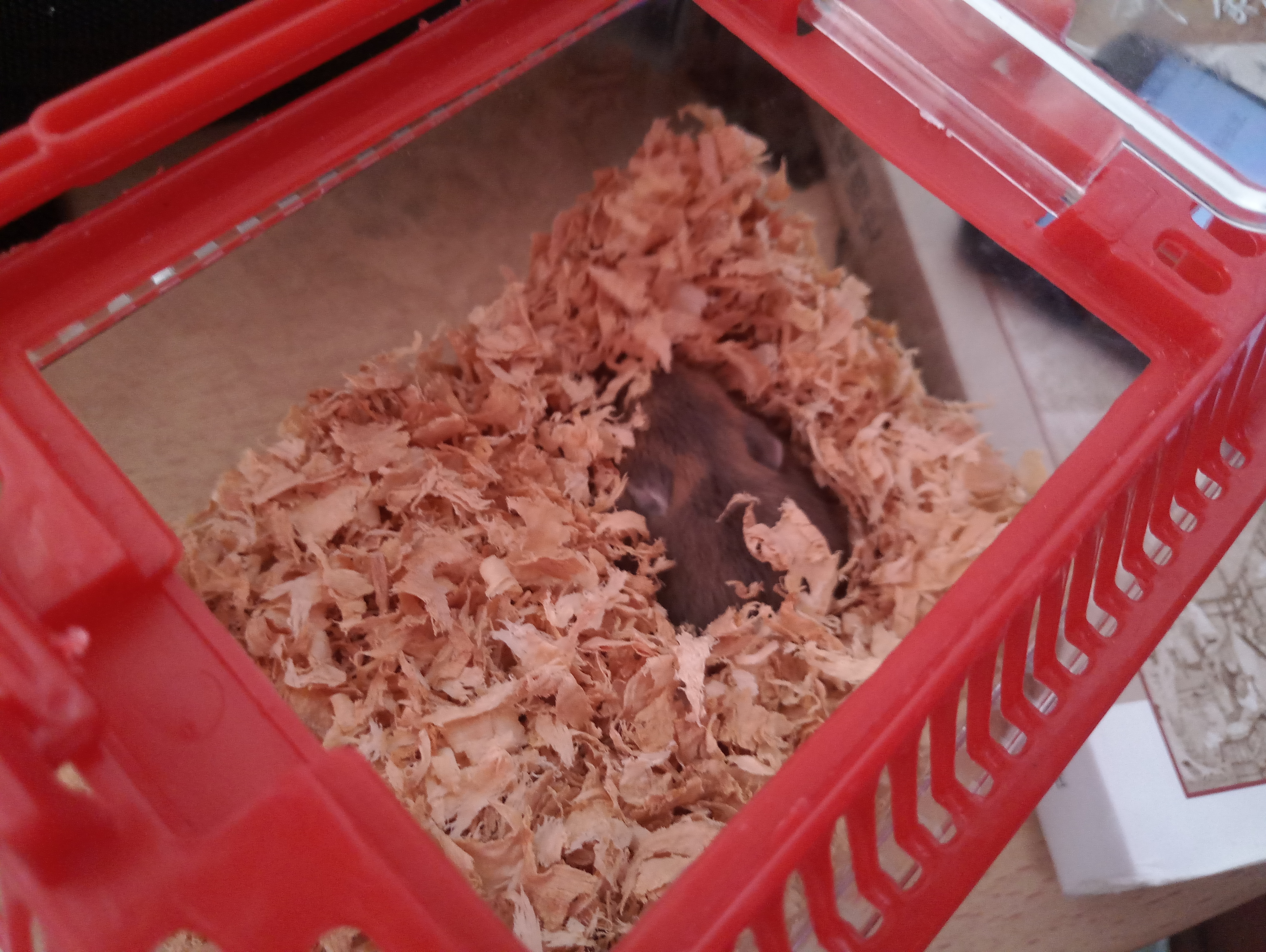 家里多新成员,毛绒绒小动物仓鼠