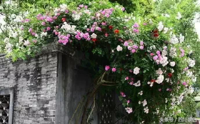芍药成海，蔷薇满园！成都最快0.5h就到！赏四月的花不走远！