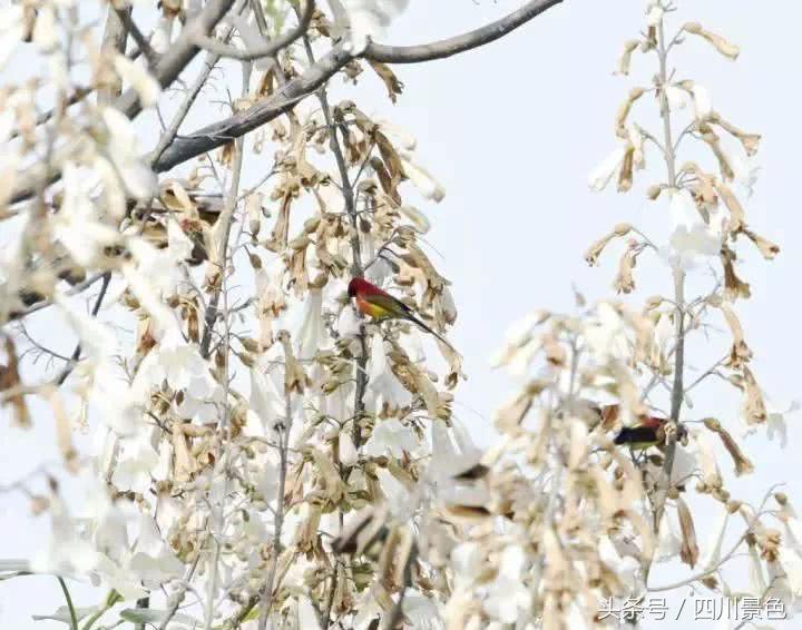 芍药成海，蔷薇满园！成都最快0.5h就到！赏四月的花不走远！