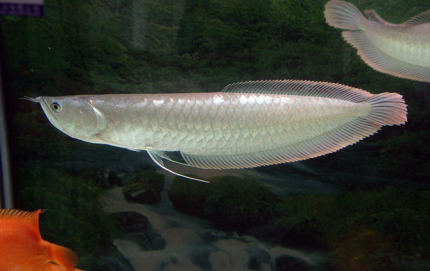 龙鱼老孙视频,龙鱼好养吗