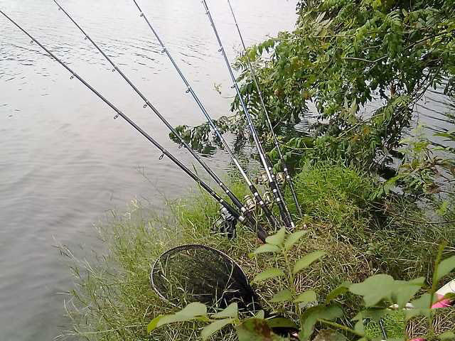 钓到野生甲鱼有什么预兆,钓到一只野生甲鱼视频