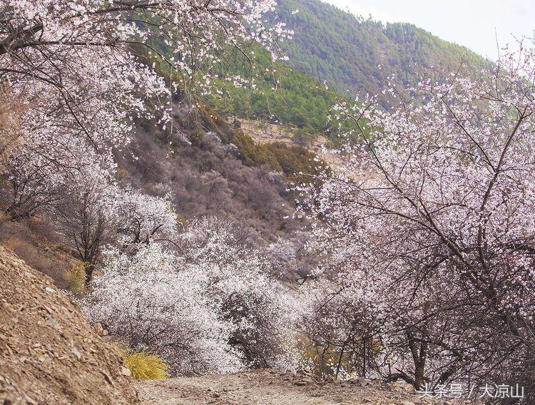 甘孜丹巴美女谷,甘孜藏族自治州美人谷