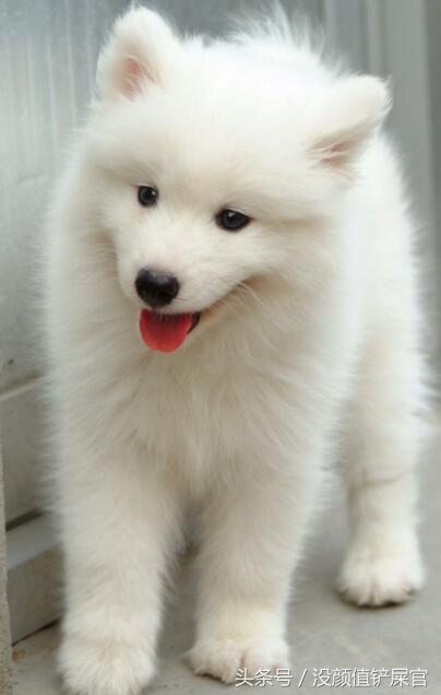 600元买的金毛靠不靠谱,金毛真实行情