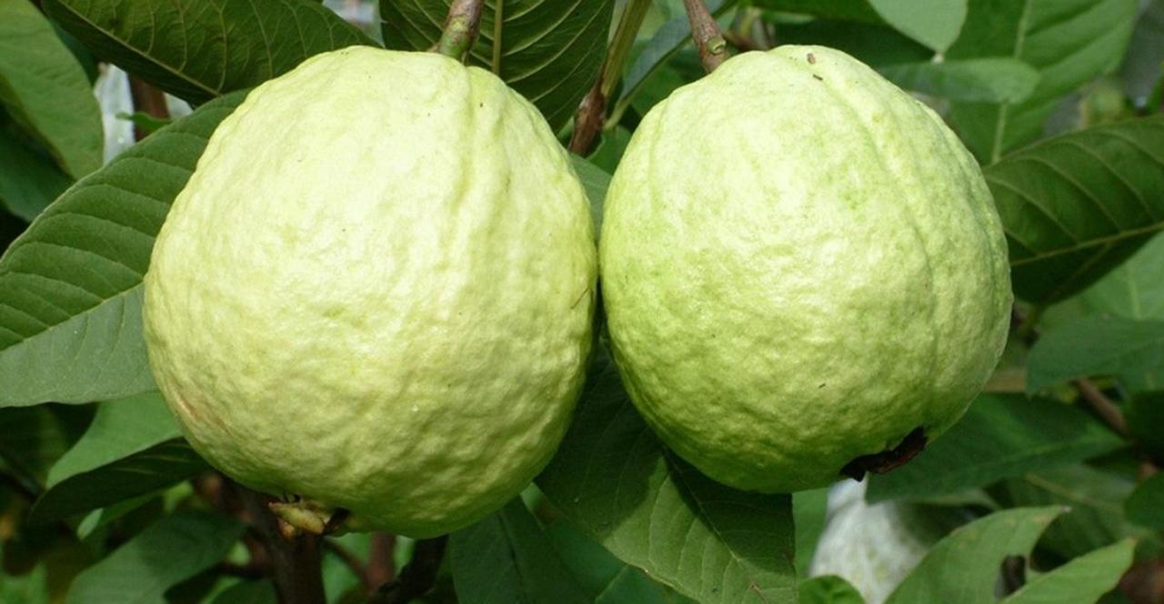 上火引起的便秘吃什么效果最好,容易上火便秘的人适合吃什么